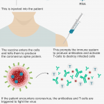 _115324749_covid19_how_vaccines_work_v3-nc