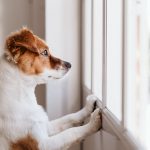 istockphoto-1213207280-170667a