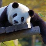 pic_4f66482ae18a9b8c716218720617cbc5