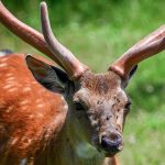 Land of the Leopard National Park in Russia’s Far East