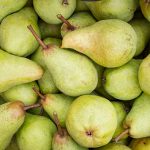 Detail top view of a pile of freshly harvested Conference Pears.