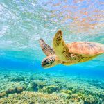 Snorkelling_lady_elliot_island_Australia_S