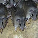 owl_detail_240_a85a1c2972969e97884a0231892bd708