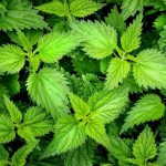 nettle-2564588_960_720