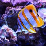 butterfly-fish-g5061718ac_640