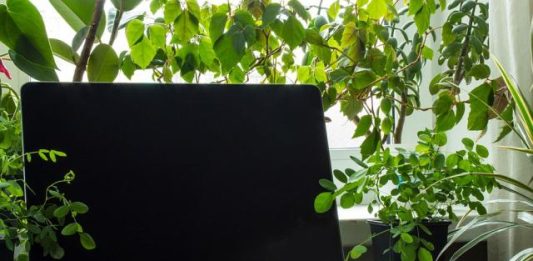 Какви са ползите от цветята на работното място?