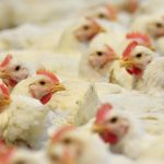 01dc9f9c0a103956e757ff6b1d923a50