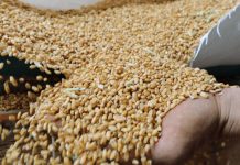 Хиляди фермери на протест в Латвия срещу вноса на руско зърно и храни