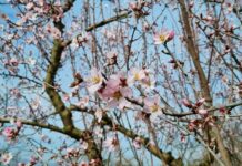 Пролетта настъпва утре