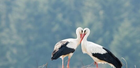 Сезонът на щъркелите: Какви поверия носят дългокраките птици за българите
