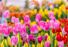 Слънчева неделя без дъжд