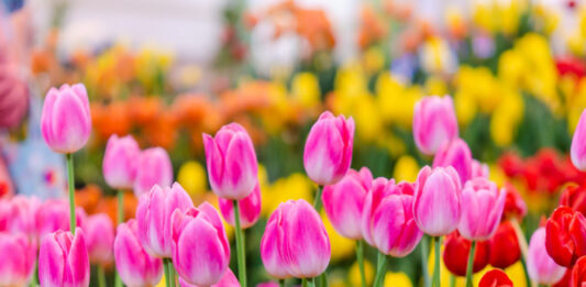 Слънчева неделя без дъжд