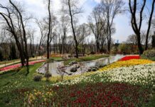 Над 8 милиона лалета и пролетни цветя разцъфтяха в Истанбул за тазгодишния празник на лалетата
