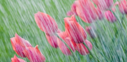 Дъжд и гръмотевици: Вижте за кои области синоптиците обявиха жълт код