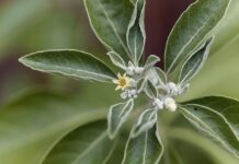 Древна билка помага при стрес и тревожност