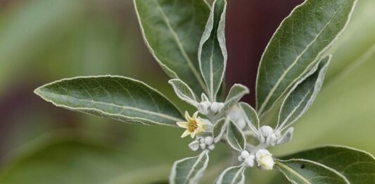 Древна билка помага при стрес и тревожност