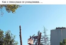 Портних: Емблематичните атласки кедри вече ги няма в Аспарухово