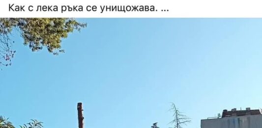 Портних: Емблематичните атласки кедри вече ги няма в Аспарухово