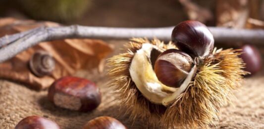 Кестените – супер вкусни и изключително полезни за здравето