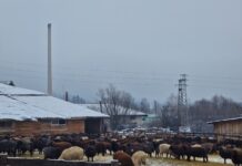 Десетки хора от цялата страна се събраха на протест пред ферма във Велинград, в която беше констатирано огнище на чума