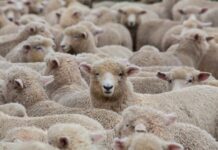 Остават под карантина стадата край Велинград