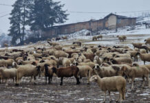 Протест в защита на българското животновъдство ще се проведе пред МС