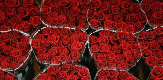 75 млн. цветя за Свети Валентин изнесоха турските производители