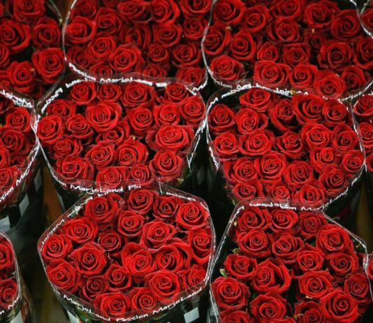 75 млн. цветя за Свети Валентин изнесоха турските производители