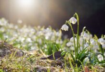 Това нежно цвете е пръв помощник при сърдечни заболявания
