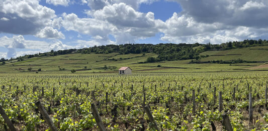 Галисия, новото Елдорадо на виното