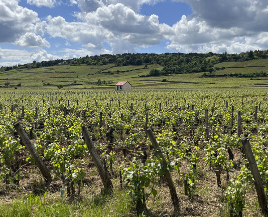 Галисия, новото Елдорадо на виното
