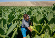 ДПС-ДПС иска запазване на осигурителните вноски на земеделци и тютюнопроизводители на 933 лв.