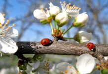 Последен зимен порив, следващите дни пролетта отново бавно се завръща