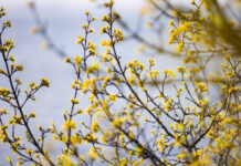 Пролетта се завръща: Слънчев петък, с градуси до 18. Съботата и неделята – облачни