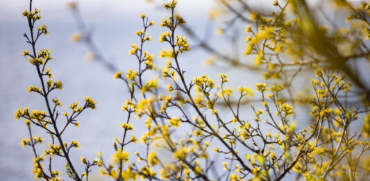 Пролетта се завръща: Слънчев петък, с градуси до 18. Съботата и неделята – облачни