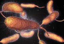 Изследване: Бактериите се „ваксинират“ срещу вируси