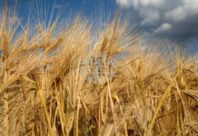 Хърватия очаква рекорден добив на пшеница от над един милион тона