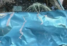 Стадо биволи на път край София! Един от тях помля кола на „Челопешко шосе“