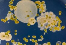 Парадокси в лечението с антибиотици и как губим битката срещу бактериите