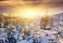 Проф. Рачев: В края на януари ще видим температури от 15-16°, та дори се мъдрят и едни 17°