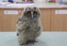 Пухкави, любопитни и уязвими: какво да правим, ако намерим бебе сова