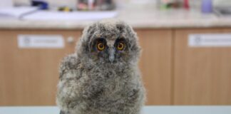 Пухкави, любопитни и уязвими: какво да правим, ако намерим бебе сова
