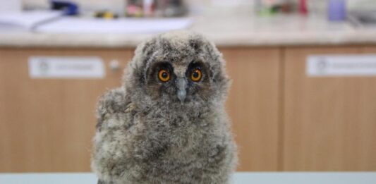 Пухкави, любопитни и уязвими: какво да правим, ако намерим бебе сова