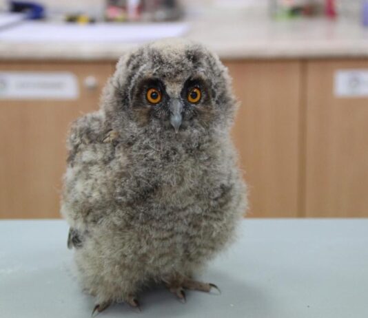 Пухкави, любопитни и уязвими: какво да правим, ако намерим бебе сова