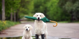 Седмицата започва с температури до 13°, на места ще има и превалявания