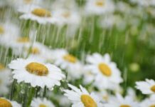 Пролет с есенен привкус: Седмицата започва с дъжд, вятър и ниски температури