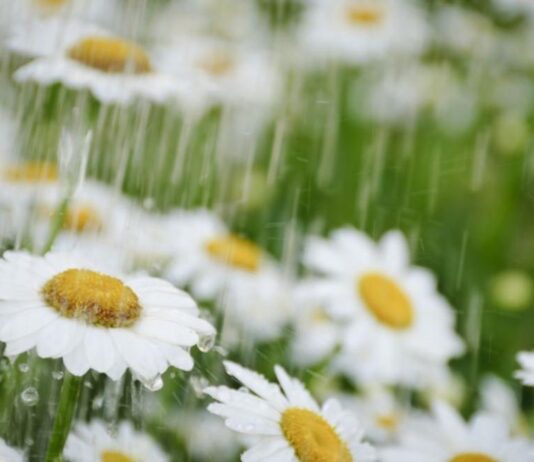 Пролет с есенен привкус: Седмицата започва с дъжд, вятър и ниски температури