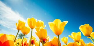 Слънчево време с температури до 17 градуса ни очаква днес