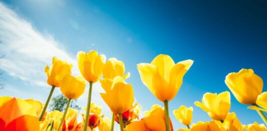 Слънчево време с температури до 17 градуса ни очаква днес