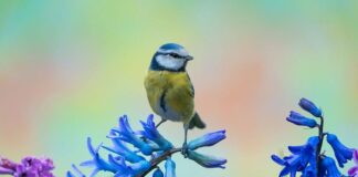 Посрещаме астрономическата пролет